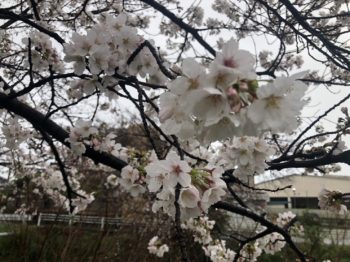 🌸現場の桜🌸